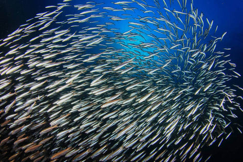 Sardines à l'Italienne