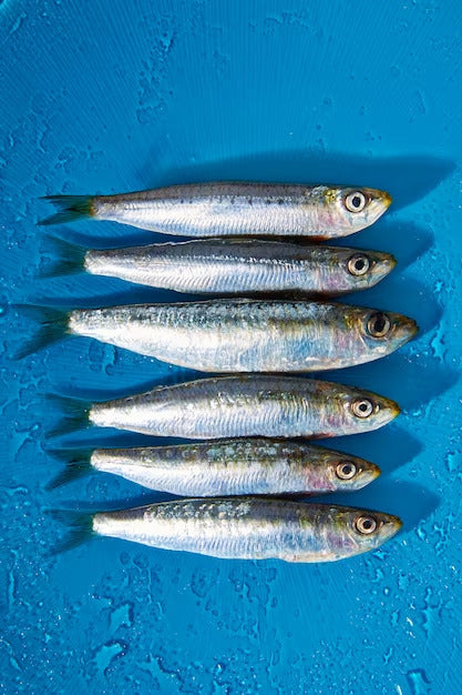 Filet de Sardines marinées